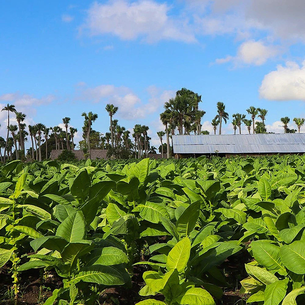 Explore the Best Costa Rica Cigars | Premium Selections – Mardo Cigars