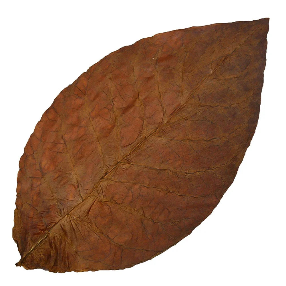 Corojo