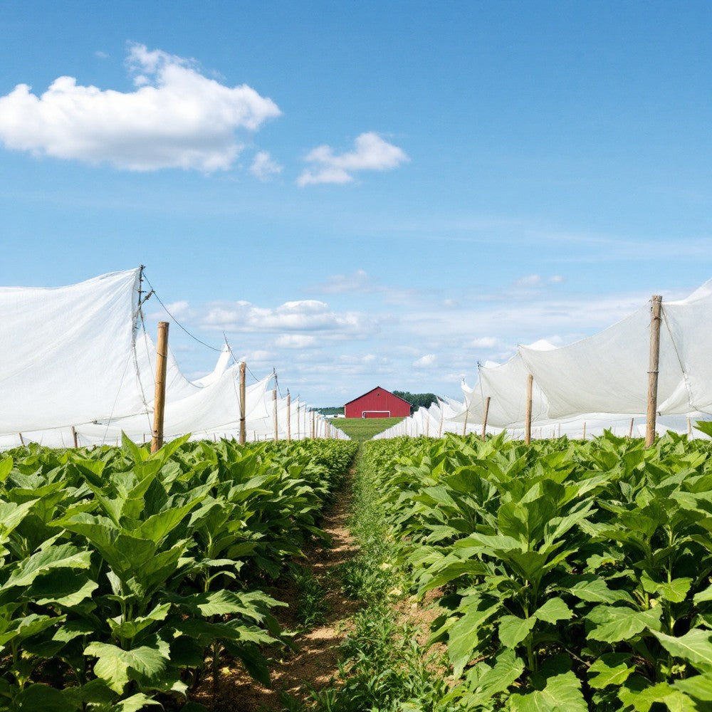 Shade-grown tobacco in the United States