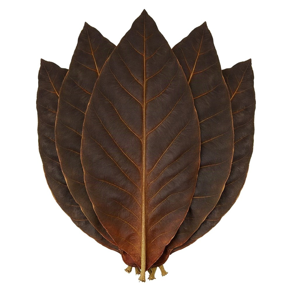 Sumatra wrapper tobacco leaves