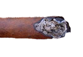 canoeign cigar